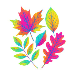 Fototapeta premium PNG Vibrant colorful autumn leaves illustration.