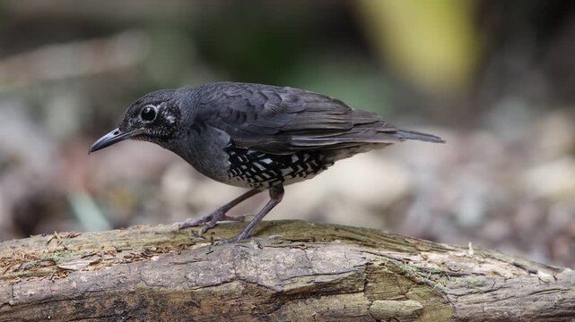 Sunda Thrush (Zoothera andromedae),Slaty blue-gray thrush with beautiful black-and-white-scaled sides and a subtle but distinctive face pattern.