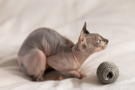 Cute sphynx cat plays with a ball of yarn on soft blanket