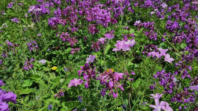 Vibrant field of purple alpine wildflowers blooming under sunlight at Shkhara glacier in Svaneti, Georgia, capturing natural beauty, spring growth, botanical background