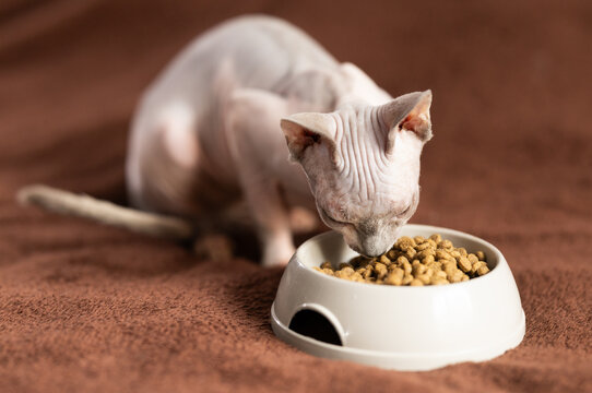 Portrait of sphinx cat with bowl of food