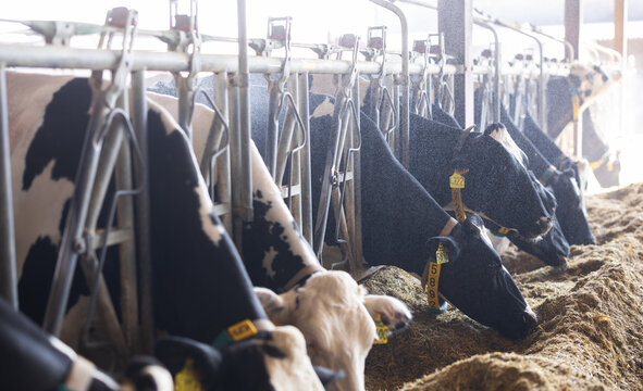 Cows feeding on hay in barn