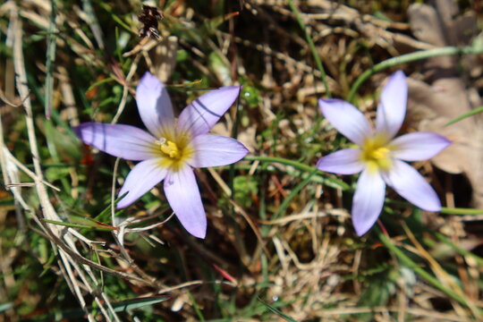 Zarte violette Krokusbl&uuml;ten im Fr&uuml;hling