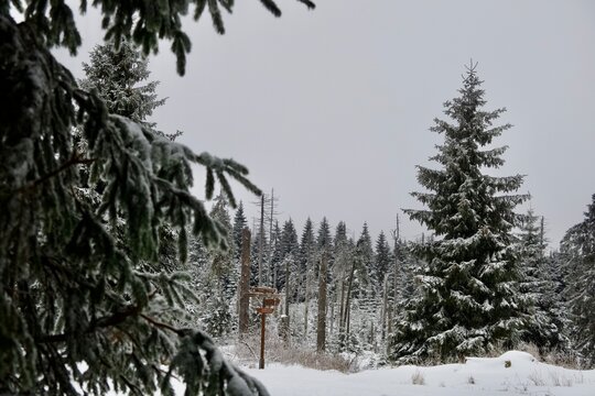 Verschneite Nadelb&auml;ume im Winterwald