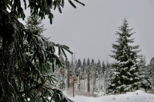 Verschneite Nadelb&auml;ume im Winterwald
