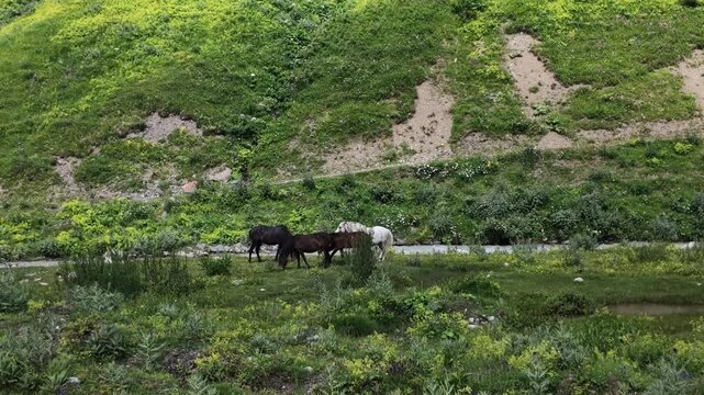 Wild horses grazing on a lush green mountain slope near Shkhara glacier in Svaneti region Georgia, domestic animals in natural alpine pasture, ecotourism and sustainable travel concepts
