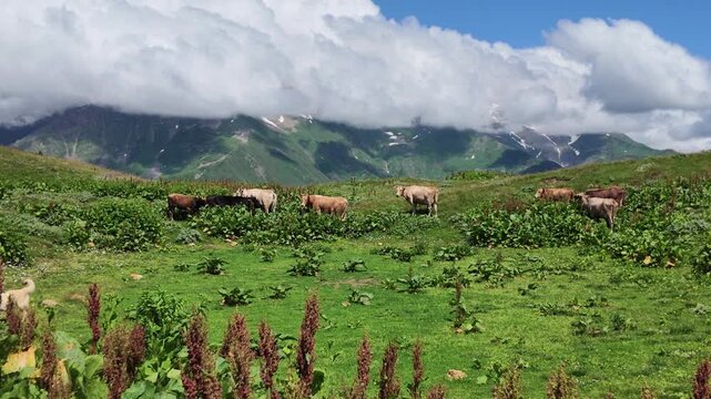 Cattle grazing in high mountain green meadows of Svaneti near Koruldi lakes, agricultural background, farming in Caucasus mountains