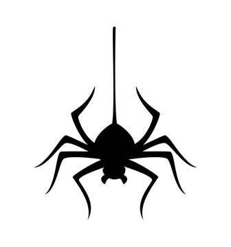 Halloween spooky poisonous spider hanging on cobweb string silhouette. Halloween scary swinging on web string spider, spooky dangerous insect vector. Creepy tarantula or black widow or silhouette