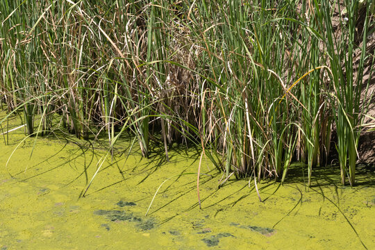 Algae bloom covering stagnant water with green reeds