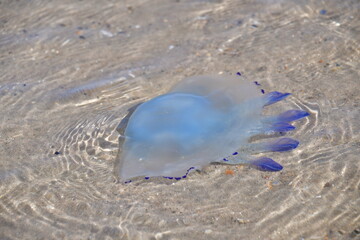 Jellyfish in the sea, Curracloe Beach, Co. Wexford, Ireland © Audrius