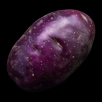 Single purple potato isolated on black background with clipping path, concept of fresh produce and natural food items nutrition