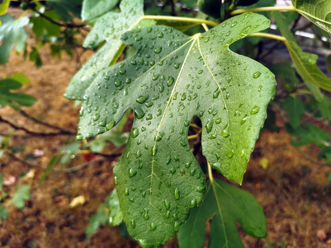 Oberfl&auml;che eines Feigenblatts mit Wassertropfen nach dem Regen in Nahaufnahme
