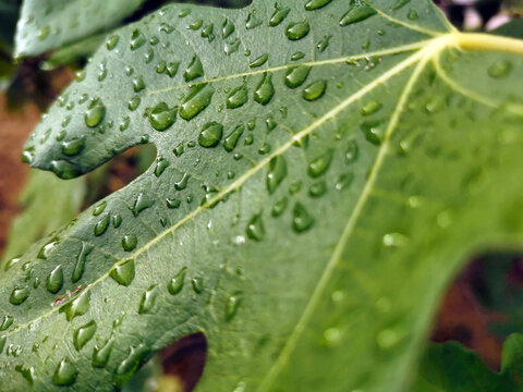 Oberfl&auml;che eines Feigenblatts mit Wassertropfen nach dem Regen in Nahaufnahme