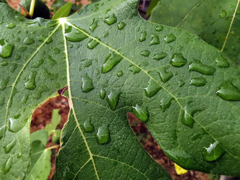 Oberfl&auml;che eines Feigenblatts mit Wassertropfen nach dem Regen in Nahaufnahme