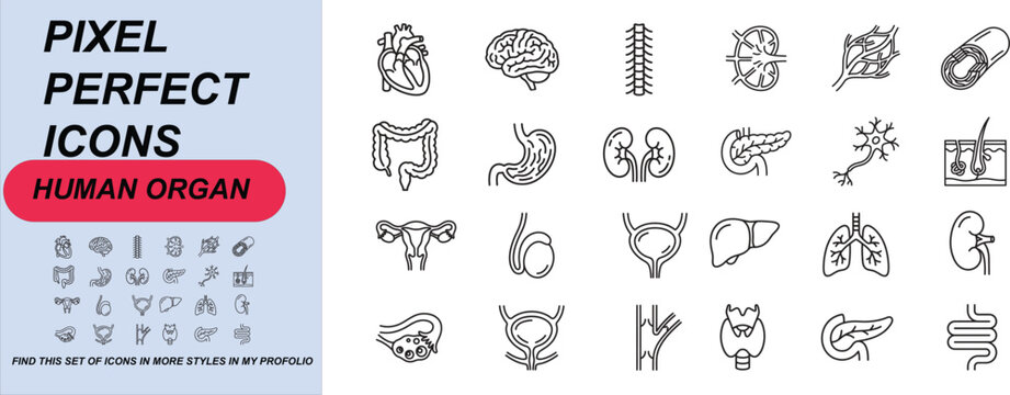 icon, nubes, organ, human, liver, brain, line, stomach, vector, outline, spleen, lung, pictogram, medicals, system, body, thyroid, anatomy, uterus, bowel, kidney, cornea, guts, bladder, gland, tract, 