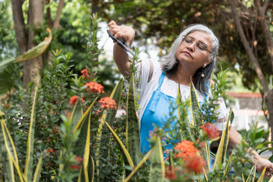 Senior woman pruning garden plants with shears