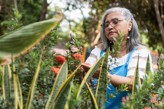 Senior woman gardening pruning plants outdoor enjoying hobby