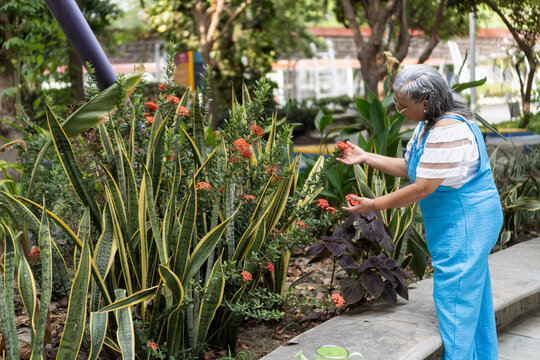 Elderly woman enjoying gardening hobby in urban park
