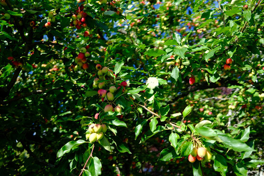 Fruits d'aub&eacute;pine sur les branches d'un arbre dans le jardin