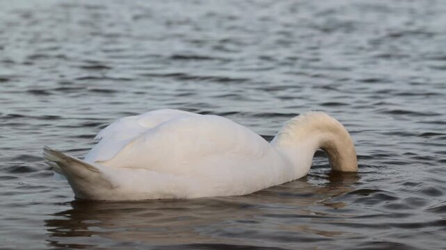 cigno bianco mentre mette la testa sott'acqua in cerca di cibo, in un ambiente naturale di palude fluviale
