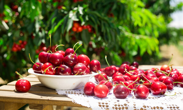 still life of cherries in white bowl on table in garde