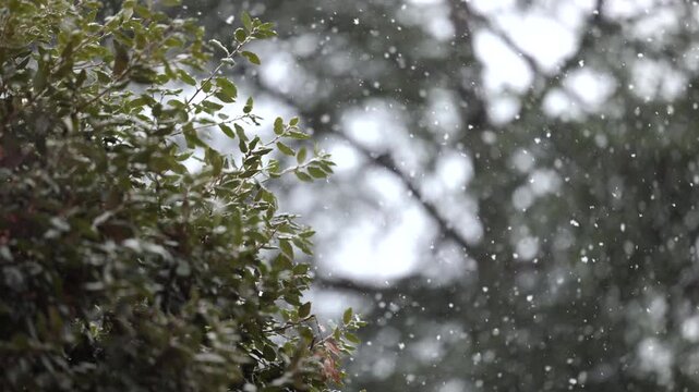 fiocchi di neve in primo piano che cadono durante un'intensa nevicata in inverno, alberi su sfondo sfuocato con effetto bokeh