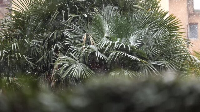 fiocchi di neve in primo piano che cadono e si depositano sulle piante, durante un'intensa nevicata in inverno, in un ambiente urbano, alberi su sfondo sfuocato