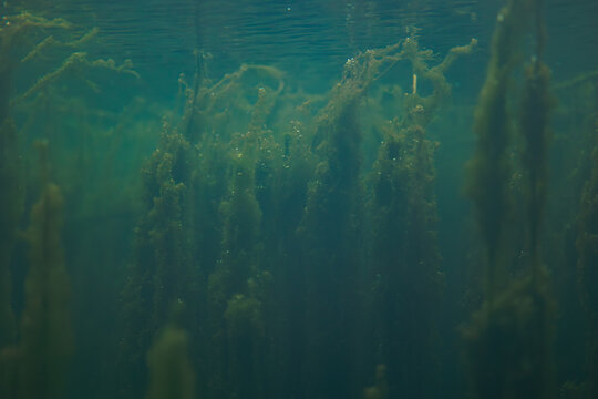 paesaggio subacqueo in un corpo d'acqua dolce, caratterizzato da alghe verdi e piante acquatiche che crescono sul fondale