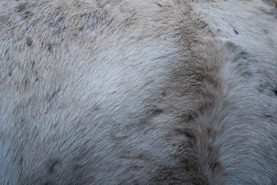 vista dettagliata della pelliccia di un cavallo bianco