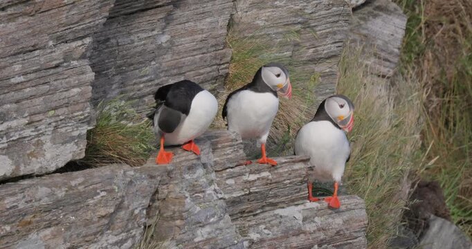 Atlantic puffin (Fratercula arctica), on the rock on the island of Runde (Norway).