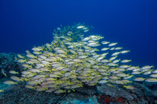 Madagascar, Nosy Be, Dory Snapper (Lutjanus fulviflamma), Longspot Snapper, school