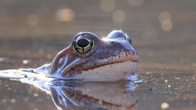 Brown frog (Rana temporaria) close-up in a pond.