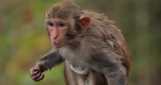 Macaques in nature. Macaques constitute a genus (Macaca) of gregarious monkeys. Macaques are found in a variety of habitats throughout the Asian continent and are highly adaptable.