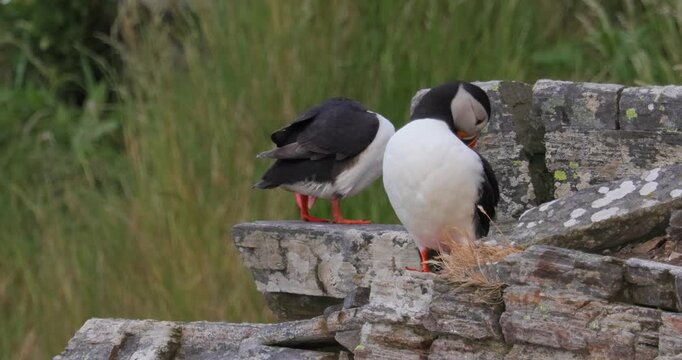 Atlantic puffin (Fratercula arctica), on the rock on the island of Runde (Norway).