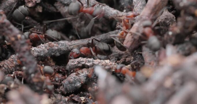 Red Wood Ants Inside Their Anthill Nest.