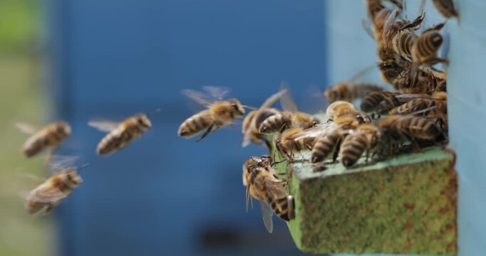 Honey bees fly near a beehive. Bees are best known to humans for their ecological roles as pollinators. Honey bees flying into wooden beehives.