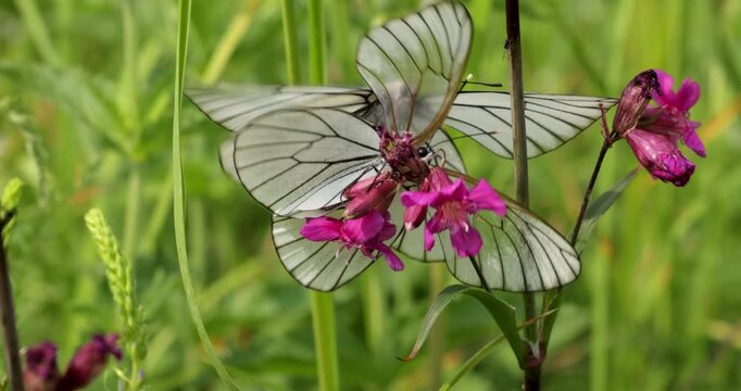 Mating of butterflies. Butterfly Aporia crataegi, the black-veined white, is a large butterfly of the family Pieridae.