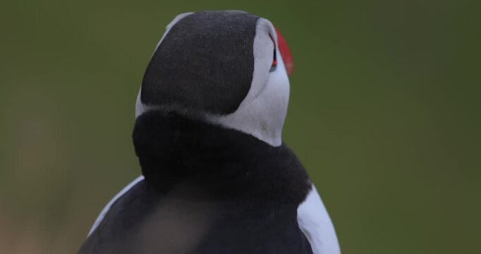Atlantic puffin (Fratercula arctica), on the rock on the island of Runde (Norway).