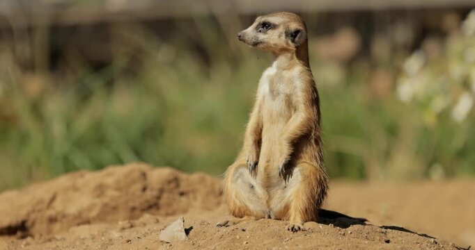 Meerkat (Suricata suricatta) or suricate is a small mongoose found in southern Africa.
