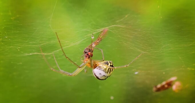 Close-up of spider (Linyphia hortensis) on web eats its prey.