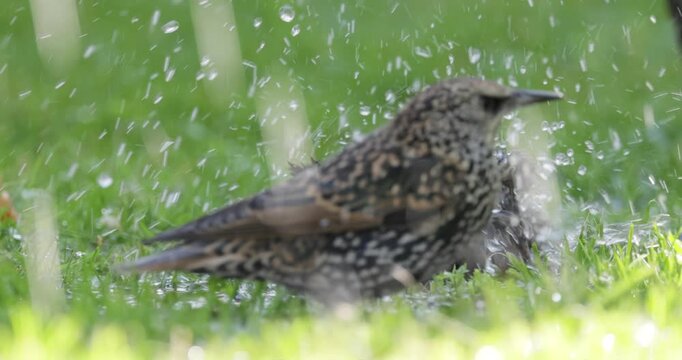 Starling escapes from the heat and swims.