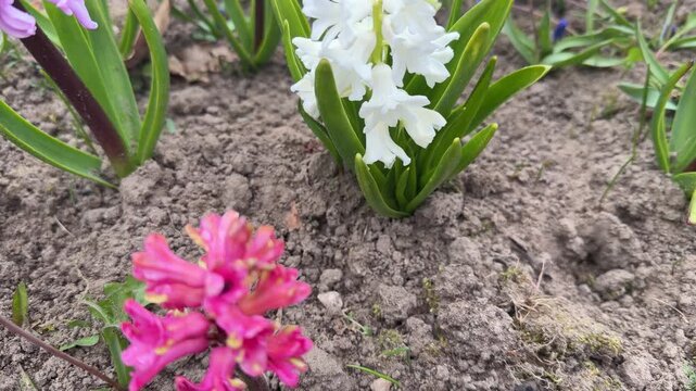 Beautiful pink and white hyacinth blossoms blooming in an open ground soil during a spring gardening routine outdoors in a backyard countryside house garden area template
