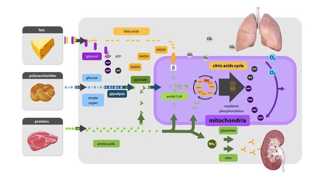 Krebs cycle, citrate cycle, cellular respiration, mitochondria,Cellular respiration is a set of metabolic reactions that take place in the cells of organisms to convert biochemical energy from nutrien