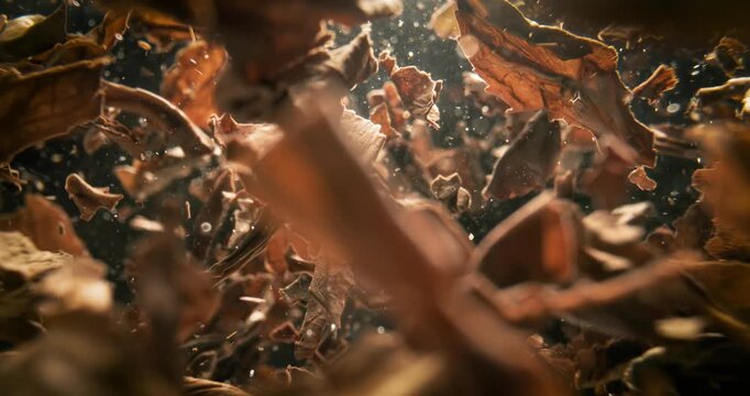 Black tea leaves brewing in hot water. Shot on super slow motion camer.