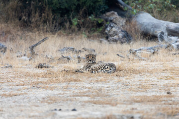 a well-camouflaged cheetah watching her surroundings © Jurgens