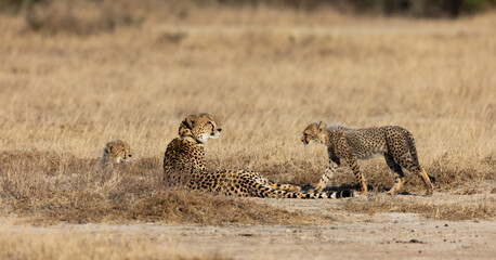 a cheetah mother and her cubs © Jurgens