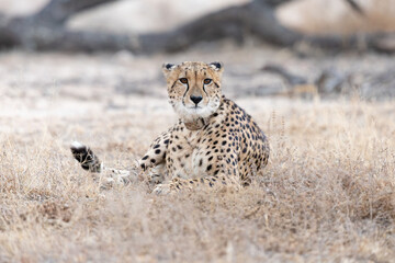 a female cheetah with a tracking collar © Jurgens