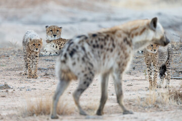 Spotted hyena and Cheetah family interaction © Jurgens