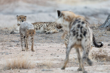 Spotted hyena and Cheetah family interaction © Jurgens