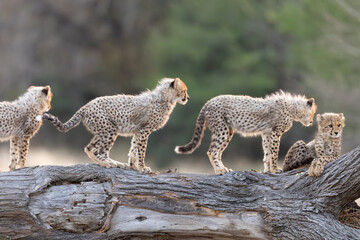 cheetah cubs on top of a fallen tree © Jurgens